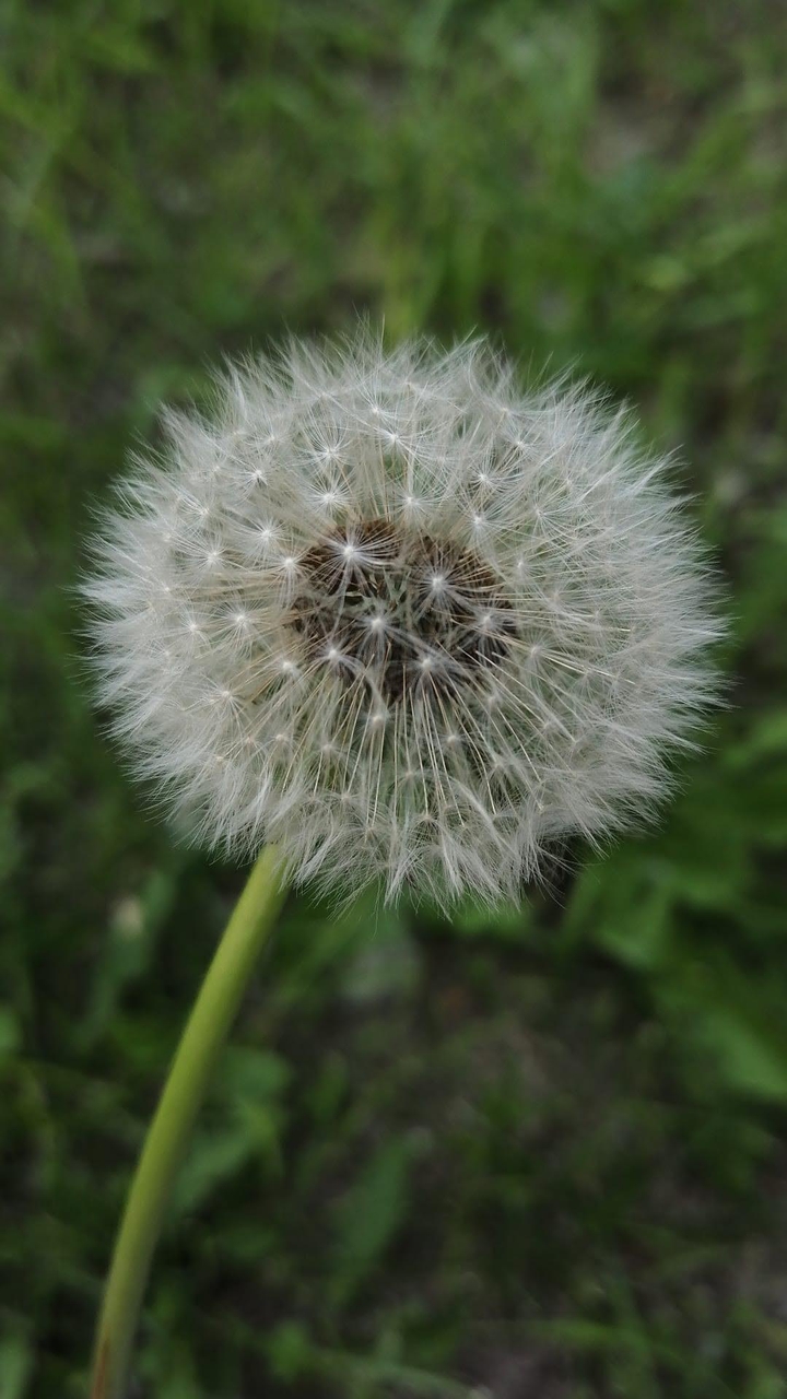 flower..