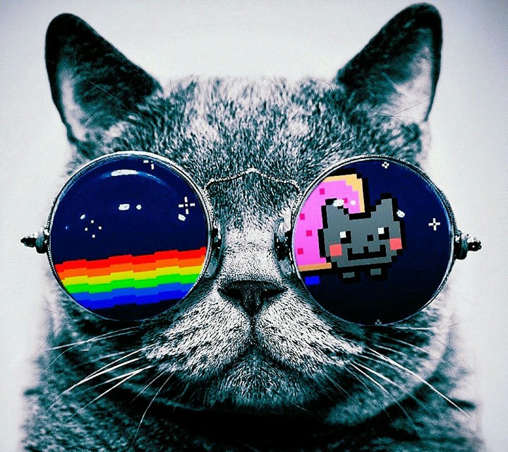 КОТ С ОЧКАМІ НЯН КЕТ