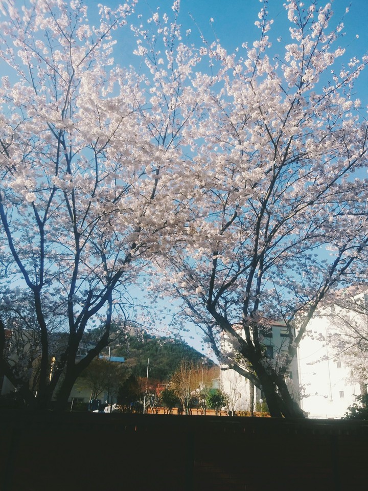 벛꽃