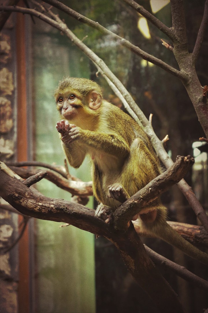 Monkey