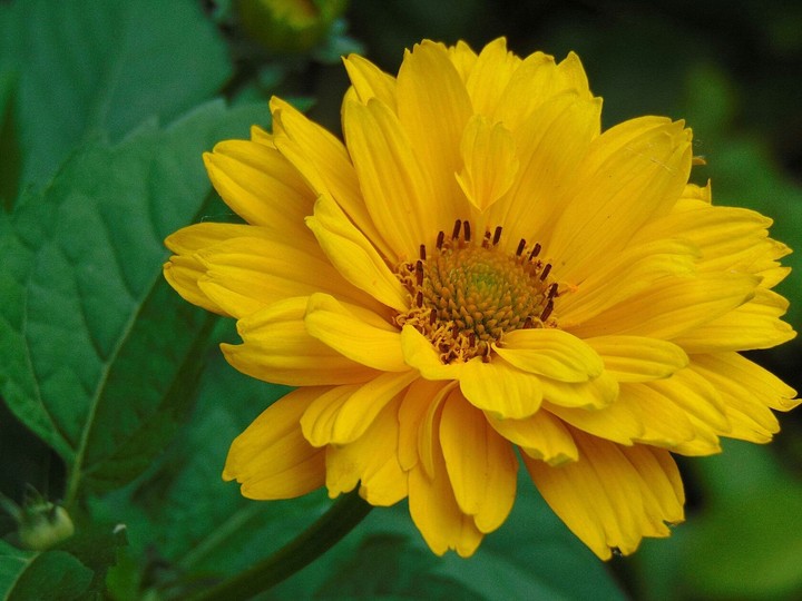 yellow