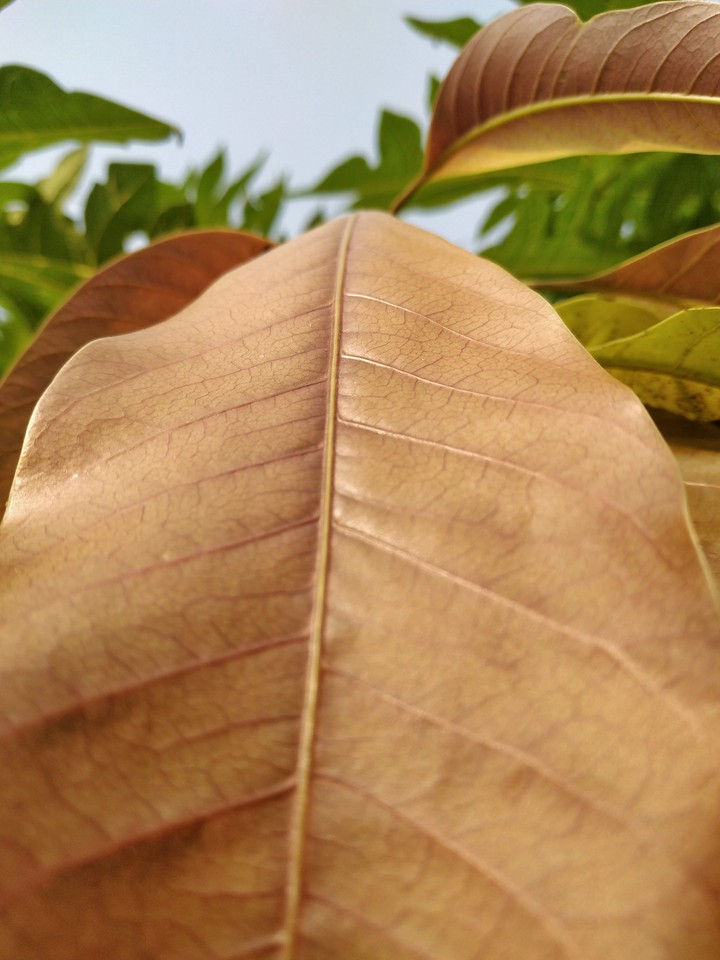 leaf