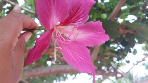 Flower