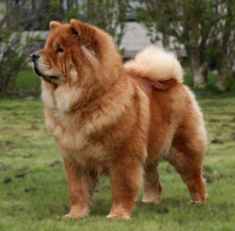 Dog
