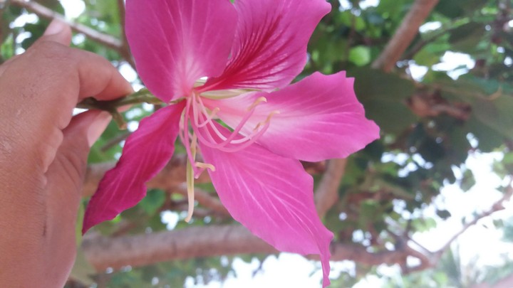 Flower