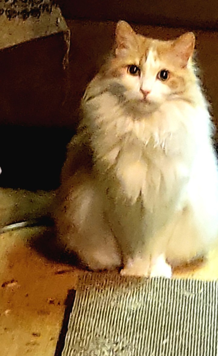 Suz kitti cat