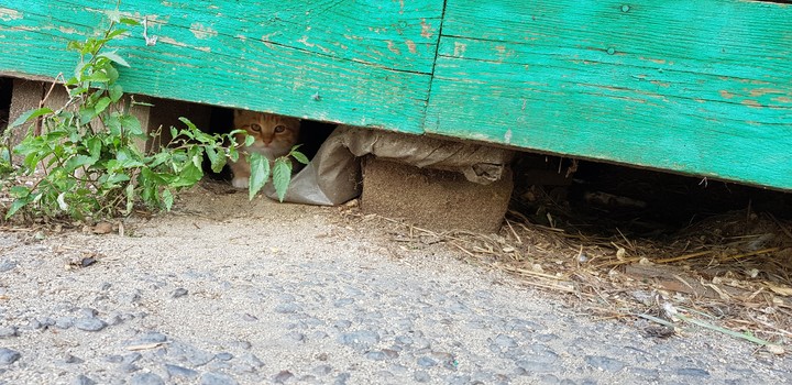 scared kitten