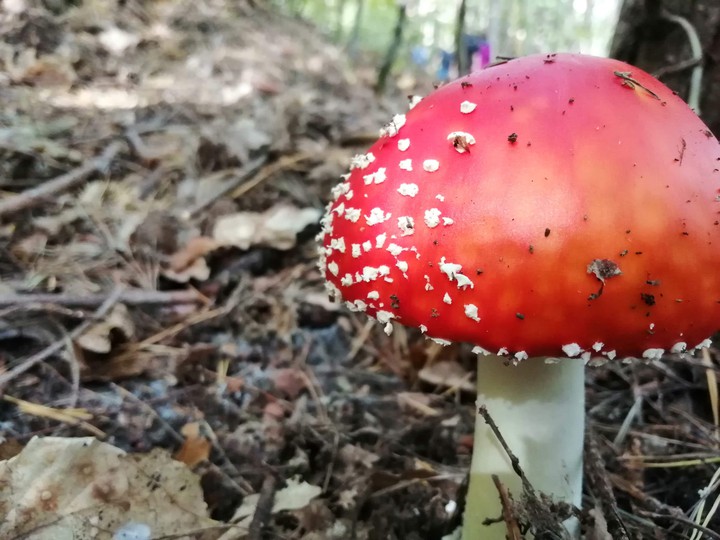 Mushroom