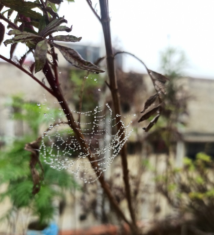 water droplets on tiny little plant