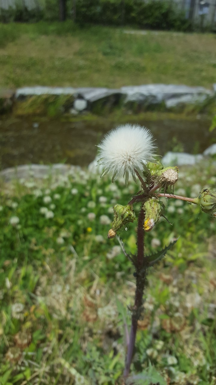 spring