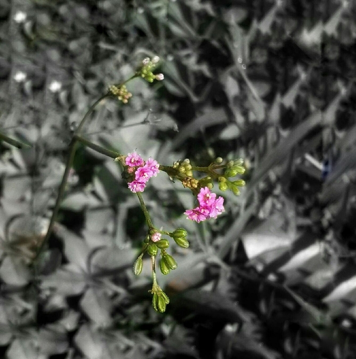 Nature