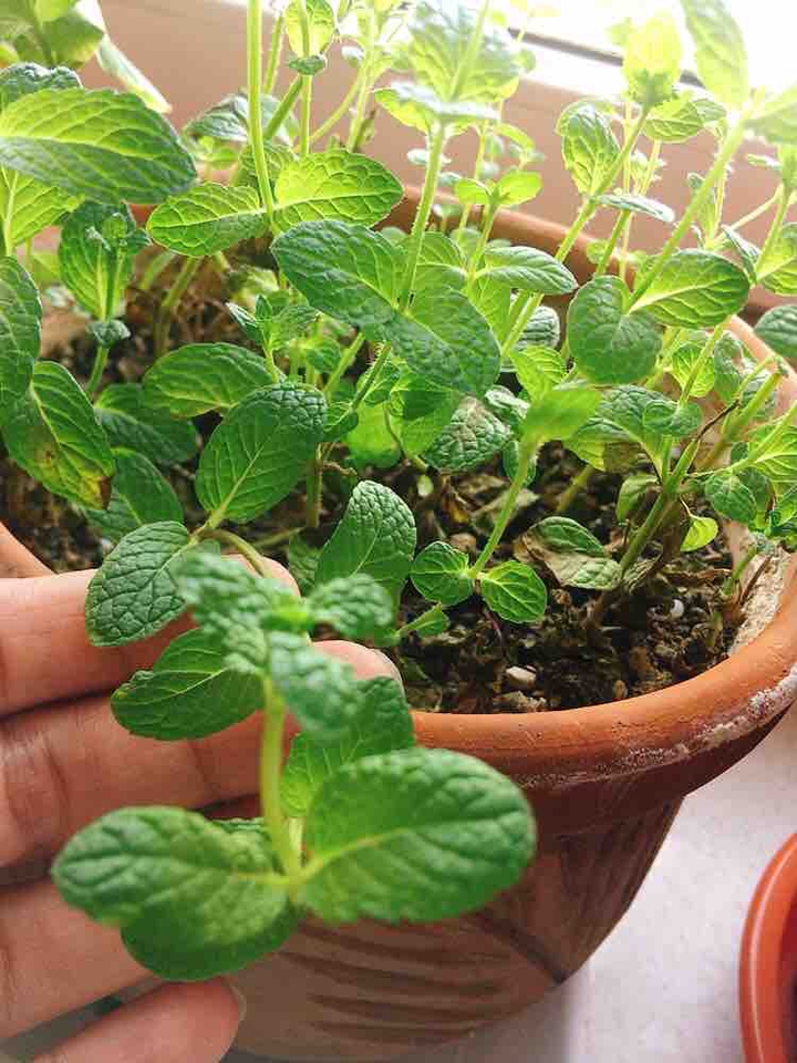 باز هم قرنطینه