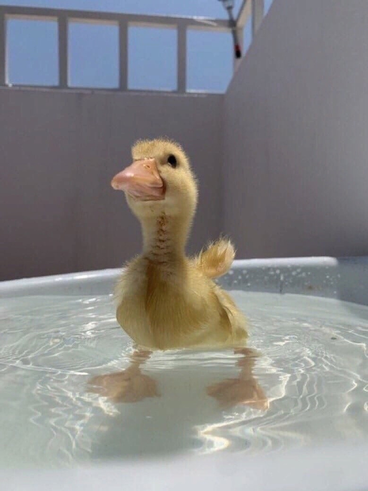ᴅ ᴜ ᴄ ᴋ