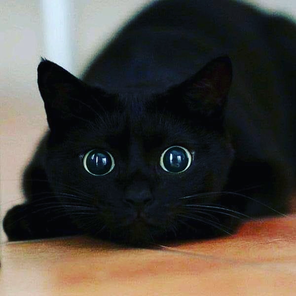 Cute ?