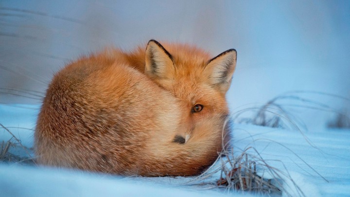 Fox