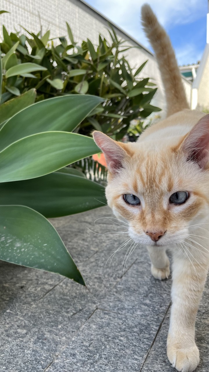 Tom