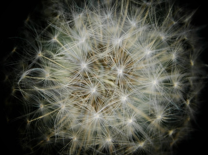 Dandelion