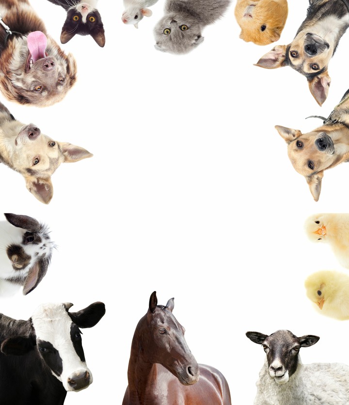 Tiere