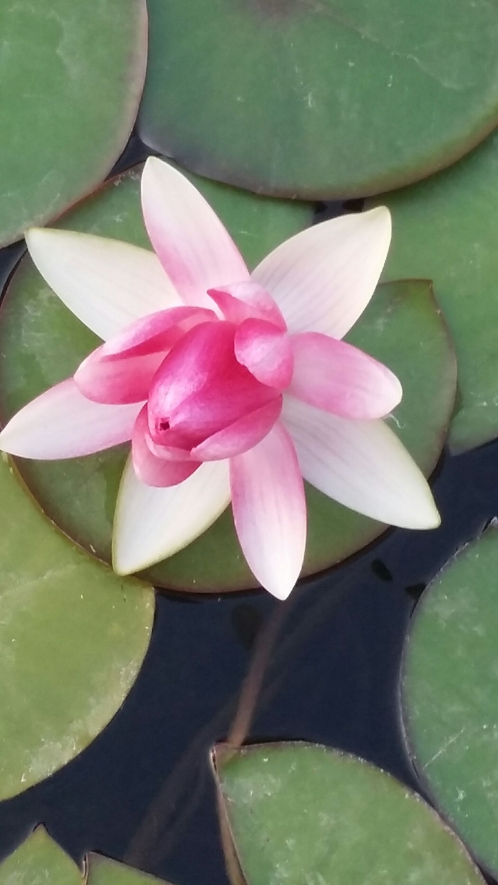 lily