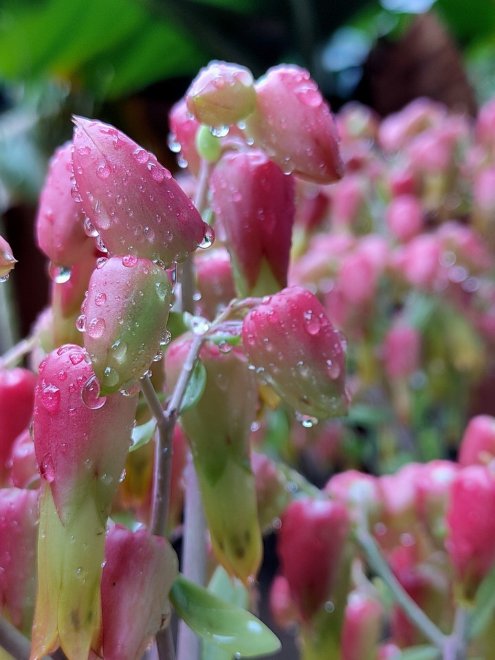 waterdrop on flowers