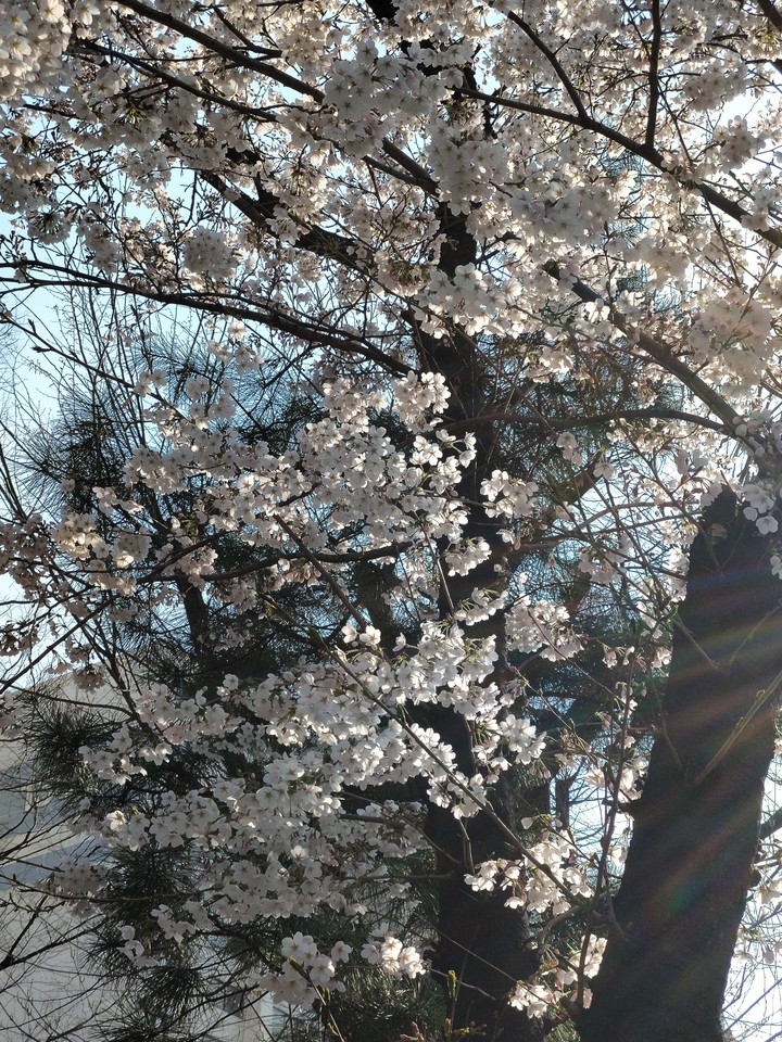 벚꽃