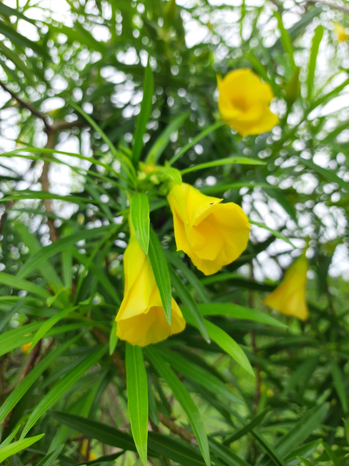 Indian karen flowers