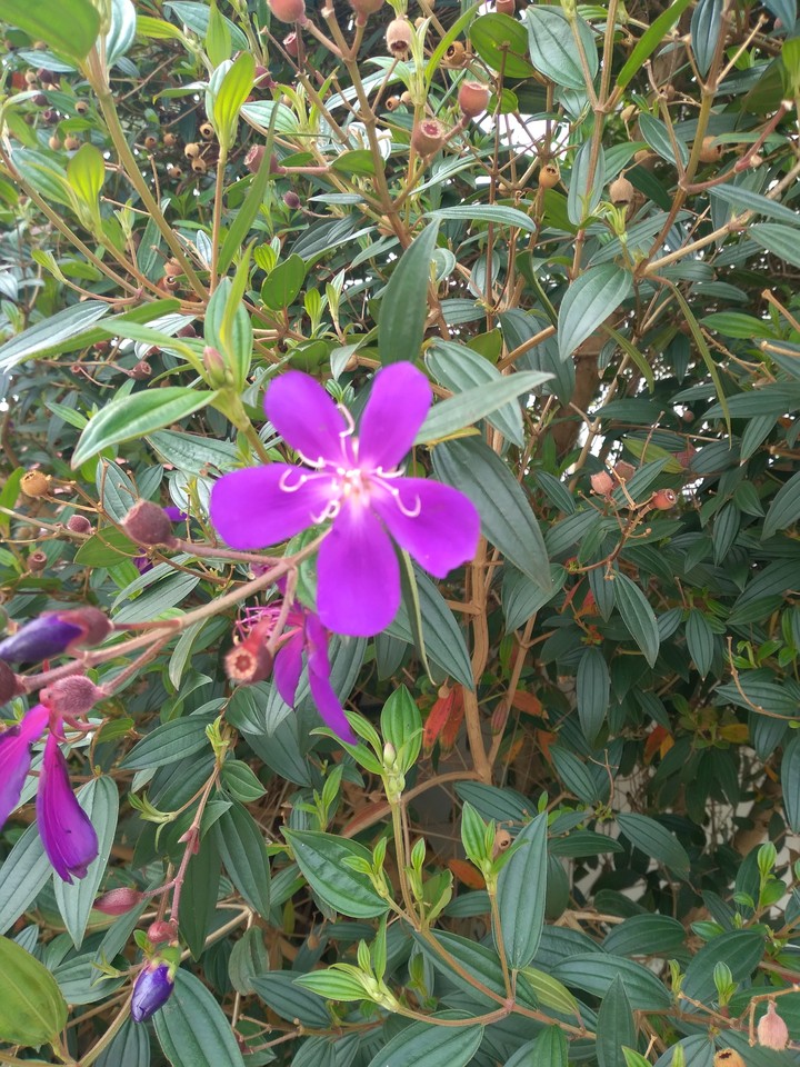 Hoa trước nhà chú