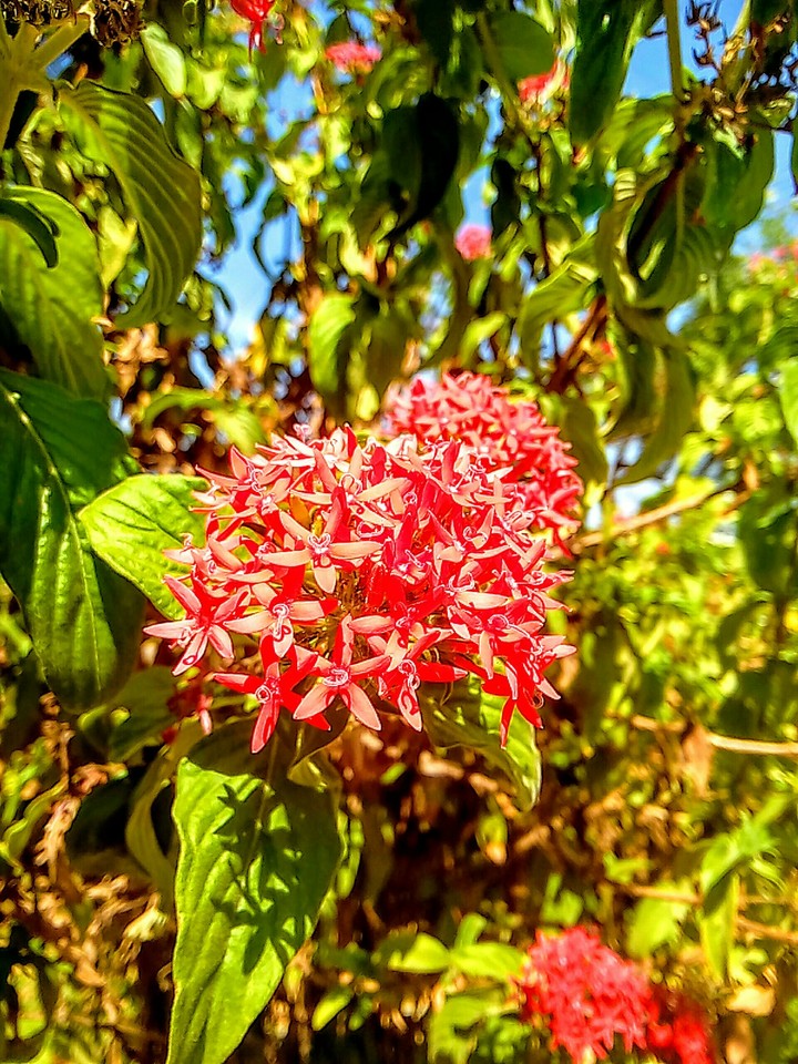 Flowers
