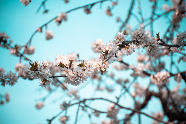 Spring Beauty