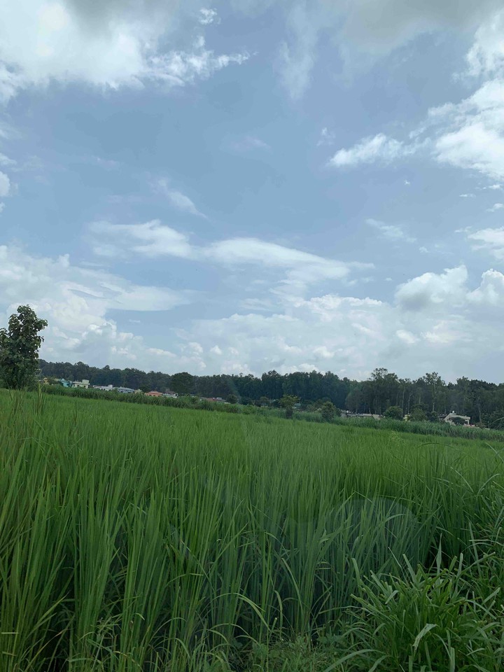 greenery