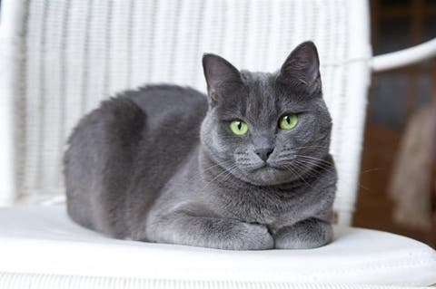 gatito azul