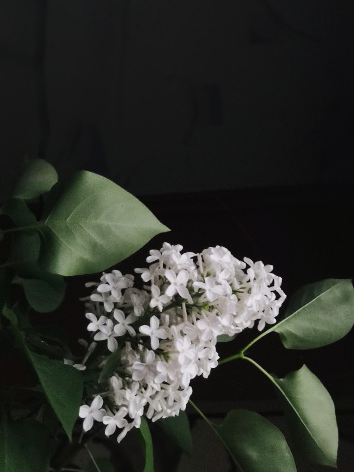 сирень