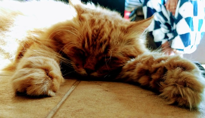 Garfield