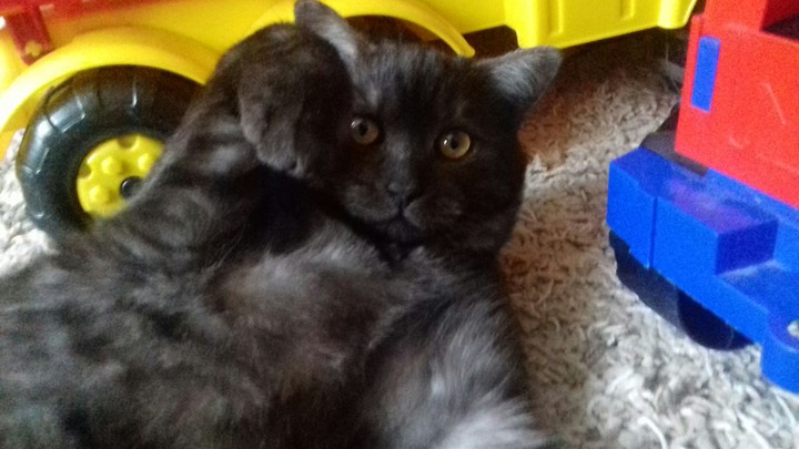 cat