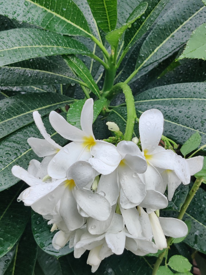 after rain