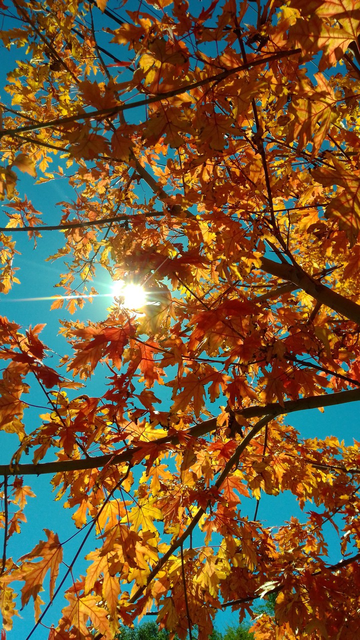 Fall