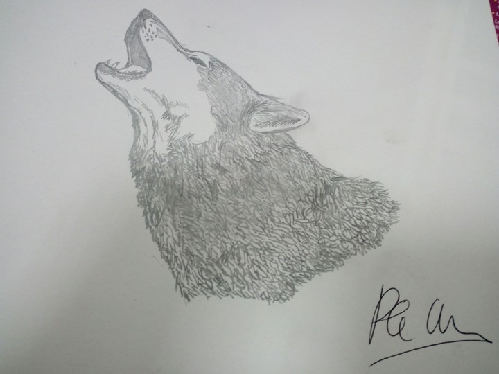 Wolf draw by me