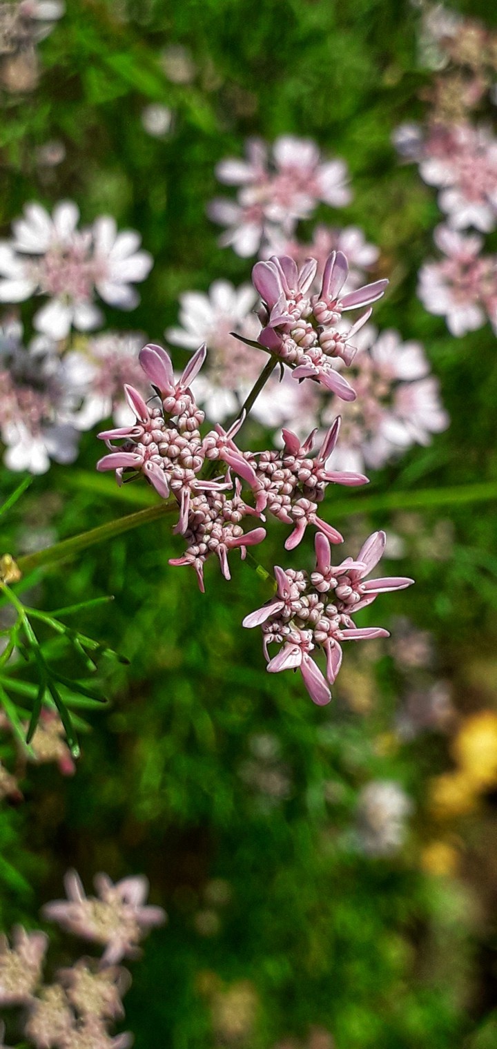 Blossom!
