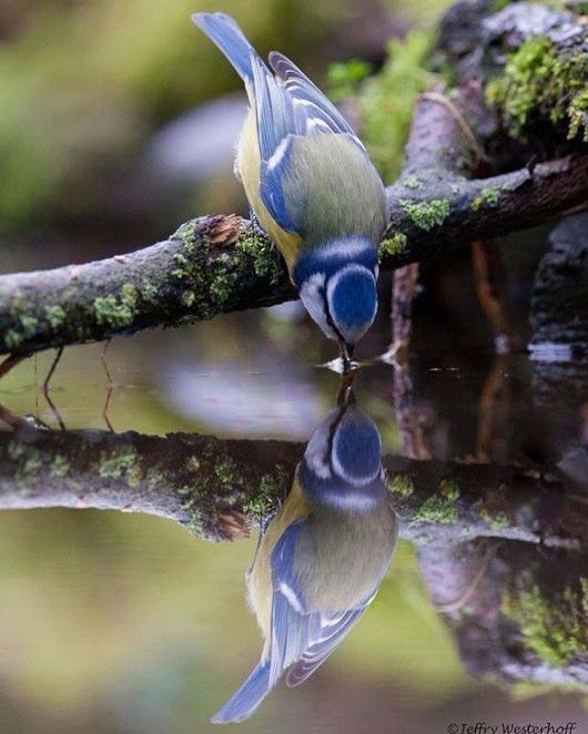 Beautiful  Bird