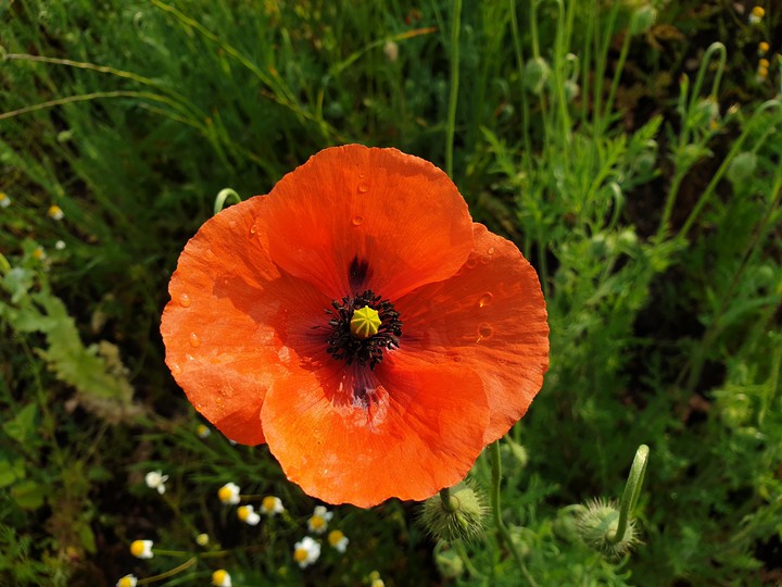 Mohnblume