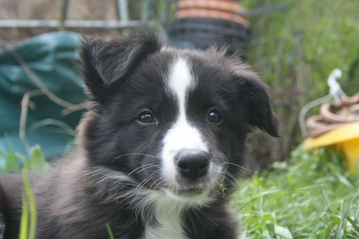 If It's Not A Broder Collie It's Just A Dog
