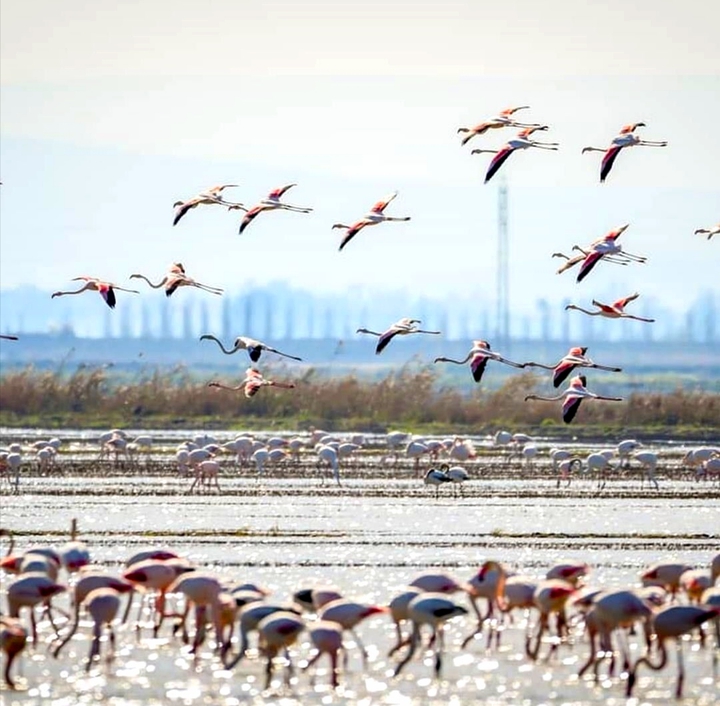 #flamingos