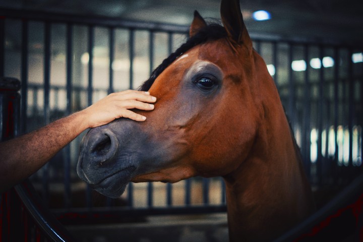 horse's connection
