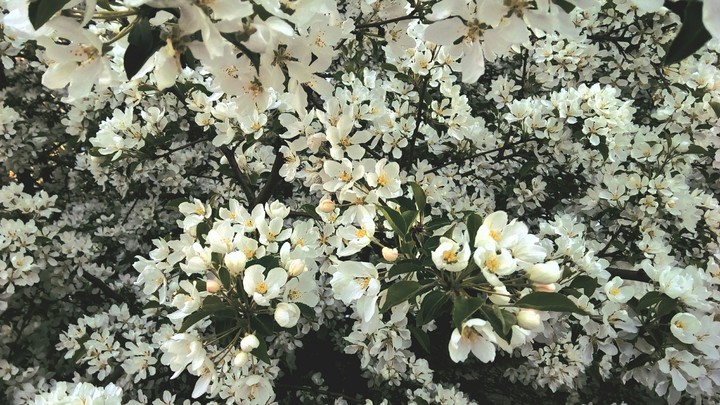 bloom·