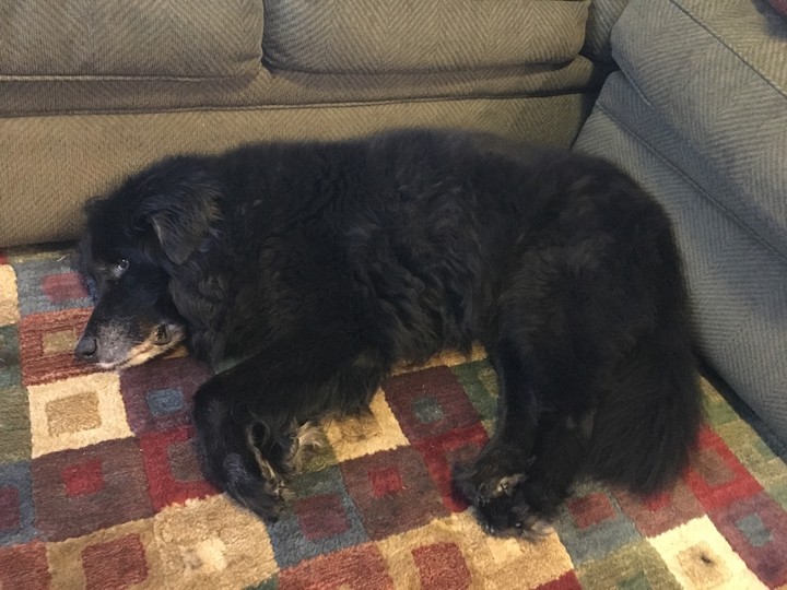 old newfie mix
