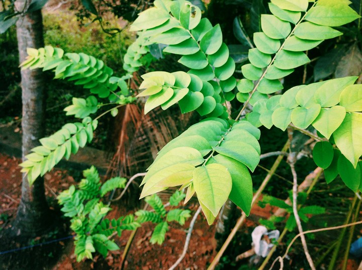 nature
