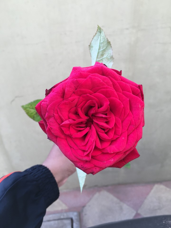 red rose#to valentines#love