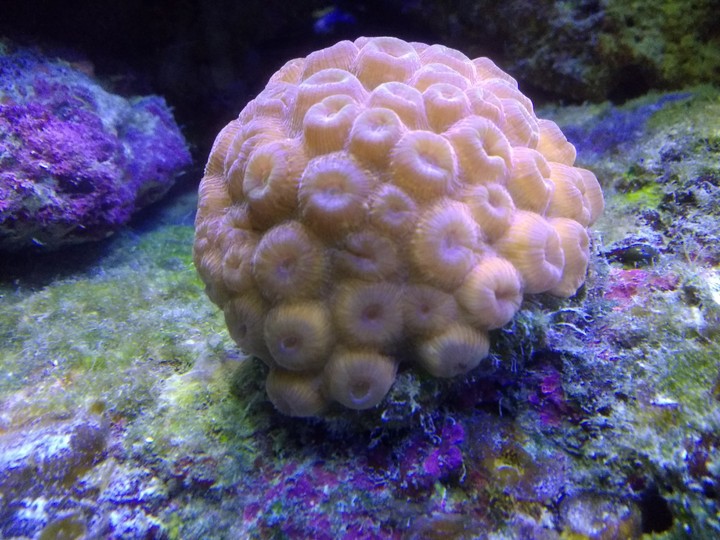 Coralina