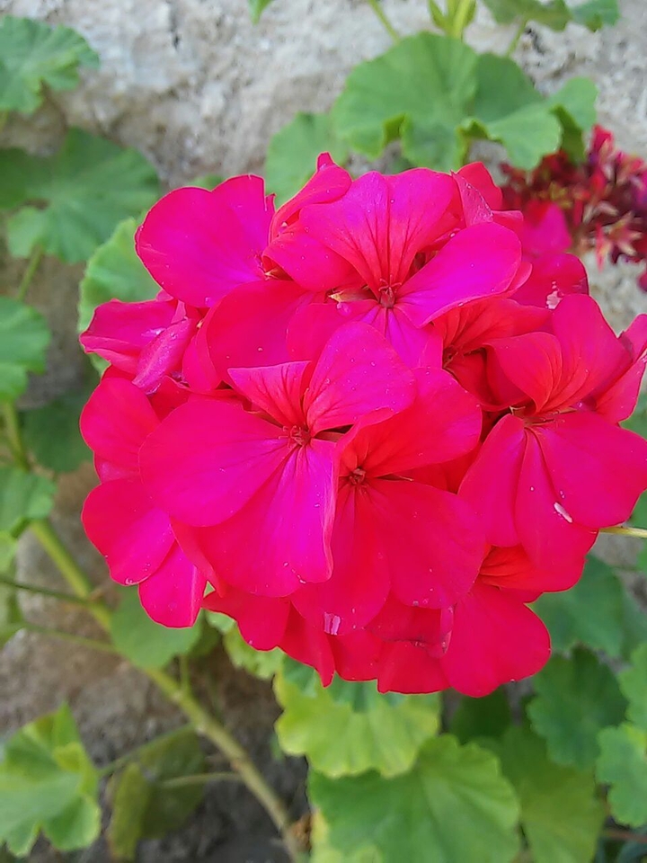 Flor de Geranio