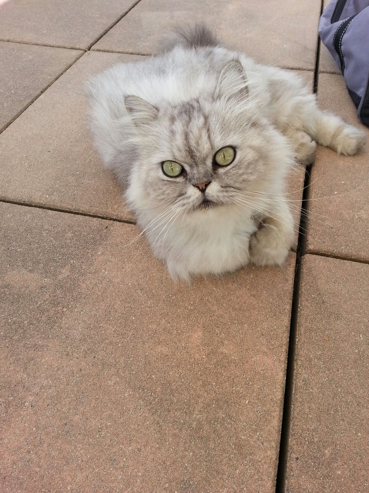 cute cat